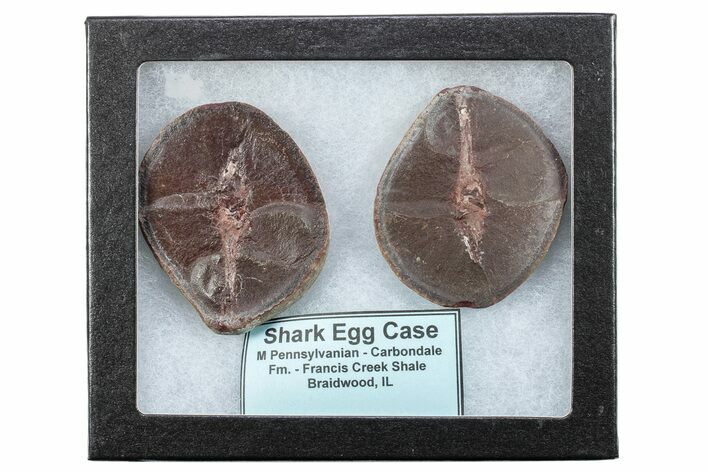 Fossil Shark (Palaeoxyris) Egg Case (Pos/Neg) - Mazon Creek #269702
